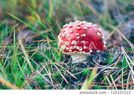Young Amanita Muscaria, Known as the Fly Agaric or Fly Amanita Young Amanita Muscaria, Known as the Fly Agaric or Fly Amanita 120101522