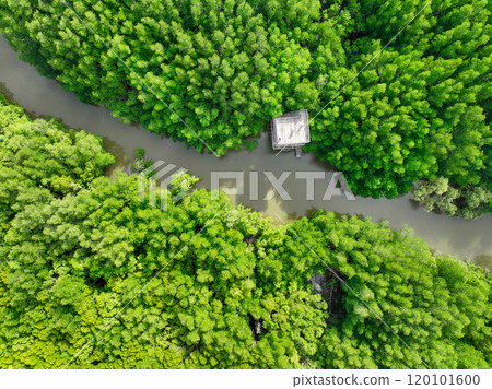 Aerial view green mangrove forest. Natural carbon sinks. Mangroves trees capture CO2. Blue carbon ecosystems. Mangroves absorb carbon dioxide emissions and mitigating global warming. Green ecosystem. 120101600