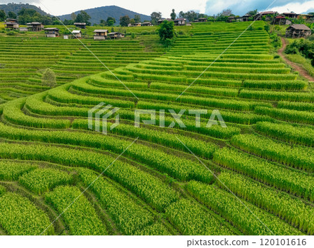 Landscape of green rice terraces and traditional huts in a village near Chiangmai, Thailand. Travel destinations. Beauty of terraced rice fields. Rural life and traditional farming practices in Asia. 120101616