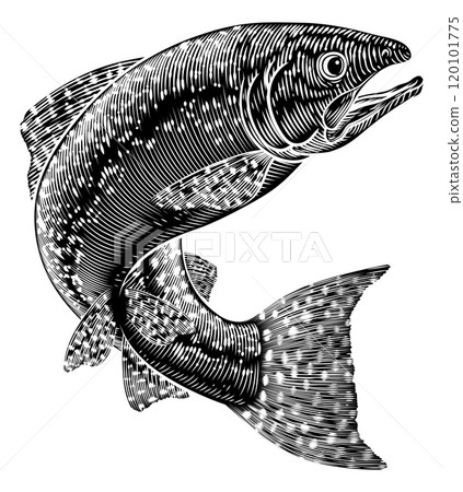 Salmon Fish Vintage Etched Woodcut Fishing Concept 120101775