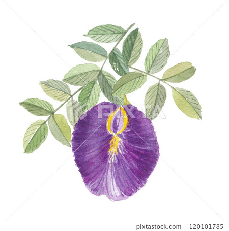 蝴蝶豌豆花畫水彩 蝴蝶豌豆花畫水彩 120101785