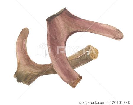 Velvet antler painted in watercolor 120101788