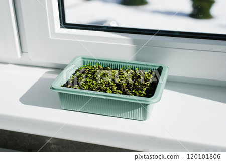On the windowsill is small green container with seeds filled with tiny arugula sprouts. The concept of growth and renewal 120101806