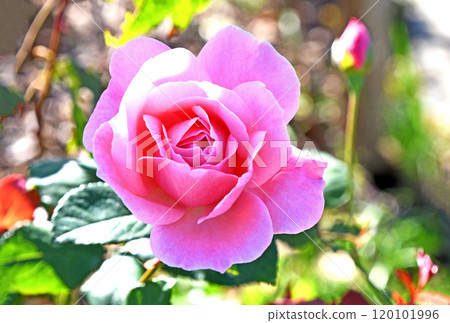 秋天的玫瑰 秋天的玫瑰 120101996