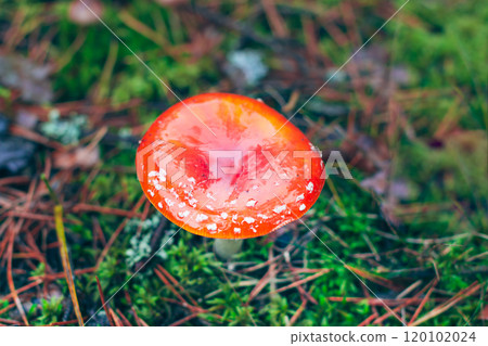Mature Amanita Muscaria, Known as the Fly Agaric or Fly Amanita Mature Amanita Muscaria, Known as the Fly Agaric or Fly Amanita 120102024