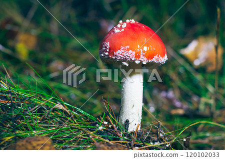 Young Amanita Muscaria, Known as the Fly Agaric or Fly Amanita Young Amanita Muscaria, Known as the Fly Agaric or Fly Amanita 120102033