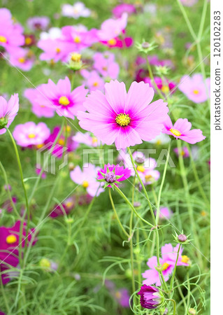 Autumn flower cosmos season has come 120102283