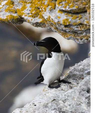 Razorbill (Alca torda) in springtime at Stora Karlso, Gotland, Sweden. 120102518