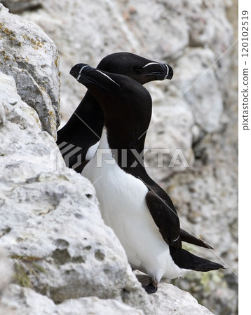 Razorbill (Alca torda) in springtime at Stora Karlso, Gotland, Sweden. 120102519