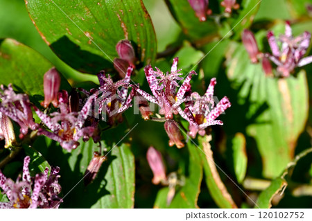 Hototogisu花 120102752