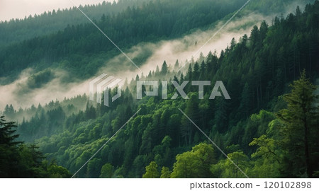 lush green forest on a misty fog 120102898