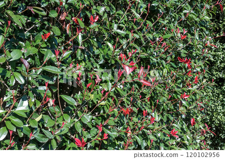 紅知更鳥的籬笆，是玫瑰科闊葉樹，有紅色花蕾。 120102956
