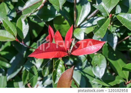 紅知更鳥的籬笆,是玫瑰科闊葉樹,有紅色花蕾。 紅知更鳥的籬笆,是玫瑰科闊葉樹,有紅色花蕾。 120102958