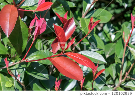 紅知更鳥的籬笆,是玫瑰科闊葉樹,有紅色花蕾。 紅知更鳥的籬笆,是玫瑰科闊葉樹,有紅色花蕾。 120102959