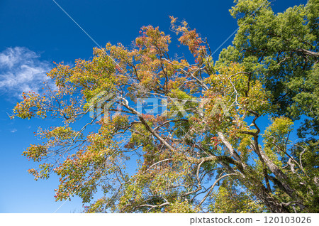 Trees starting to change color under the autumn sky 120103026