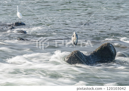 Grey heron and egret standing on rocks in the rapids of the Uji River 120103042