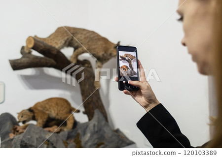 A woman takes pictures at a natural history museum. Photos of stuffed wild lynx 120103389