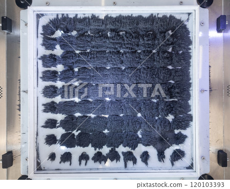 An exhibit in the Science Museum. Iron sawdust shows urchin-like patterns with the help of electromagnetic properties An exhibit in the Science Museum. Iron sawdust shows urchin-like patterns with the help of electromagnetic properties 120103393