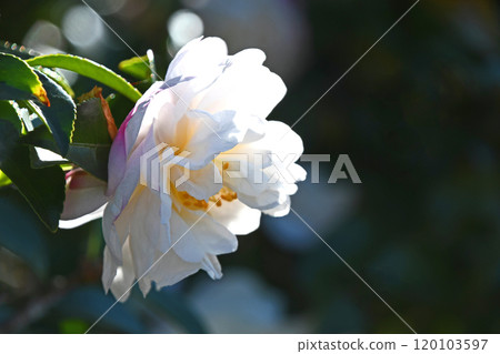 Sasanka (Yamachaka) 120103597