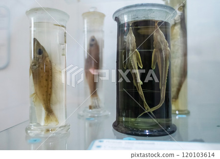 Exhibition of fish in formaldehyde. Museum of natural history, studying the science of ichthyology. Preservation of dead representatives of marine fauna for study Exhibition of fish in formaldehyde. Museum of natural history, studying the science of ichthyology. Preservation of dead representatives of marine fauna for study 120103614