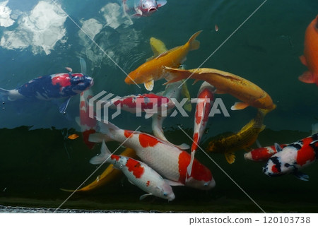 Flock of Nishikigoi swimming in the pond 120103738