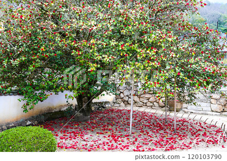 The Great Camellia of Koshoji Temple, a temple associated with Kibi no Makibi, Yakage Town, Oda County, Okayama Prefecture 120103790