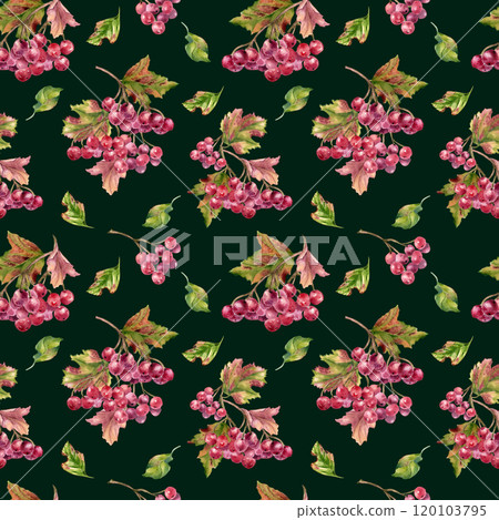 Red berries and autumn leaves watercolor seamless pattern isolated. Bunch of red viburnum berries botanical repeated texture. Snowball tree berries on branch, leaves background hand painted for 120103795