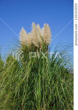 Giant Western silver grass "Pampas grass" Giant Western silver grass "Pampas grass" 120103859