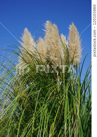 巨型西部潘帕斯草“潘帕斯草” 120103860