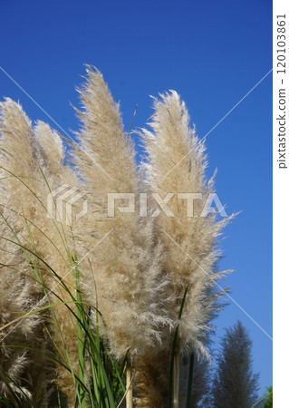 Giant Western silver grass "Pampas grass" Giant Western silver grass "Pampas grass" 120103861
