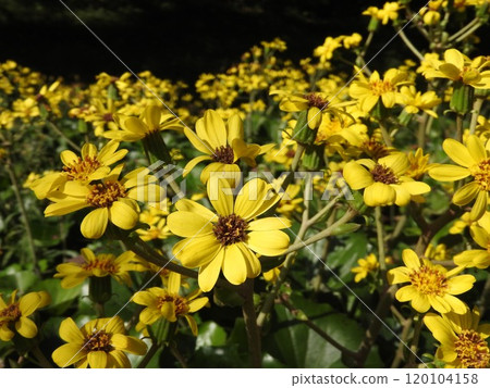 盛開的「茨瓦布基」花 120104158