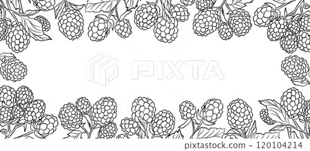 Outline Raspberry Frame Cartoon Vector Illustration with Line Berries Outline Raspberry Frame Cartoon Vector Illustration with Line Berries 120104214