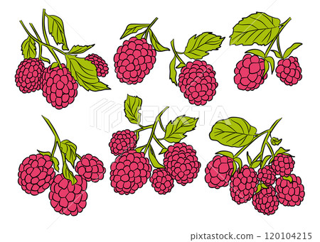 Raspberry Fruit Branch Icon Set. Food Vector Illustration 120104215