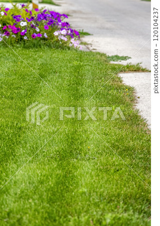 Beautiful lawn in the backyard 120104237