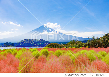 Landscape with Mount Fuji and Kochia 120104269