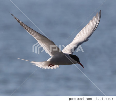 Arctic Tern (Sterna paradisaea) flying at Faro, Gotland, Sweden. Arctic Tern (Sterna paradisaea) flying at Faro, Gotland, Sweden. 120104403