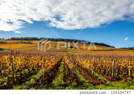 Vineyards of Romanee-conti wine, Vosne-romanee, France 120104747