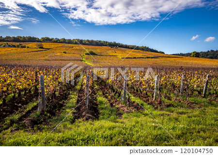 Vineyards of Romanee-conti wine, Vosne-romanee, France 120104750