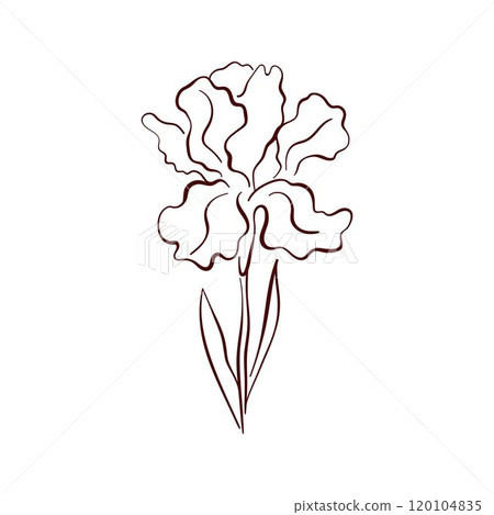 Elegant iris spring flower in line art style, with delicate petals and graceful form. Perfect for botanical design, wallpaper, textiles and nature project. 120104835