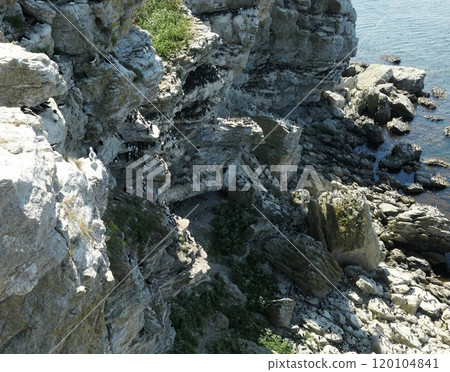 Auks by a bird mountain on Stora Karlso, Gotland, southern Sweden. Auks by a bird mountain on Stora Karlso, Gotland, southern Sweden. 120104841