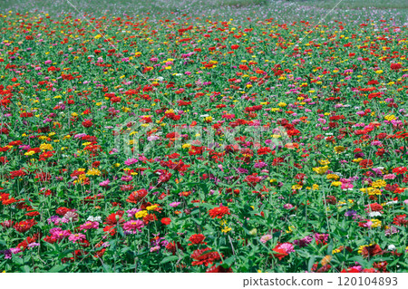 Red flowers blooming in early autumn 120104893