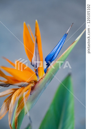 Beautiful bright Strelitzia flower close-up 120105102