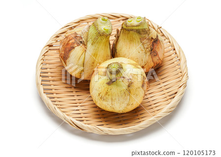 新洋蔥 新洋蔥 120105173