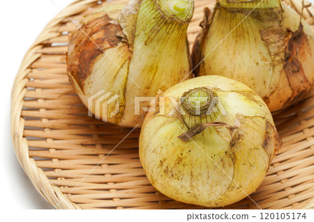 新洋蔥 新洋蔥 120105174