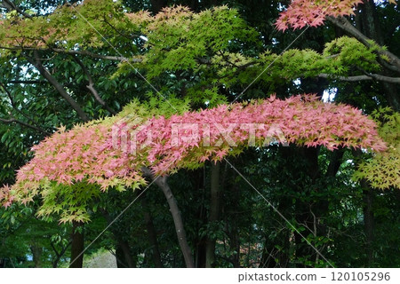 秋天的紅葉 120105296