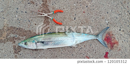 釣魚者用鉗子展示魚的大小的西班牙鯖魚照片。 釣魚者用鉗子展示魚的大小的西班牙鯖魚照片。 120105312