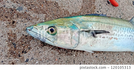 剛捕獲的西班牙鯖魚的臉 剛捕獲的西班牙鯖魚的臉 120105313