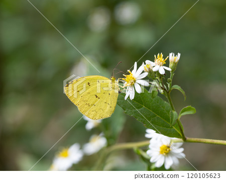 A butterfly sucking nectar from a daisy 120105623