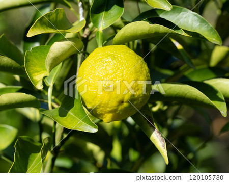 Yuzu fruit in a winter orchard Yuzu fruit in a winter orchard 120105780