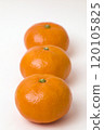 Tangerines on a white background 120105825